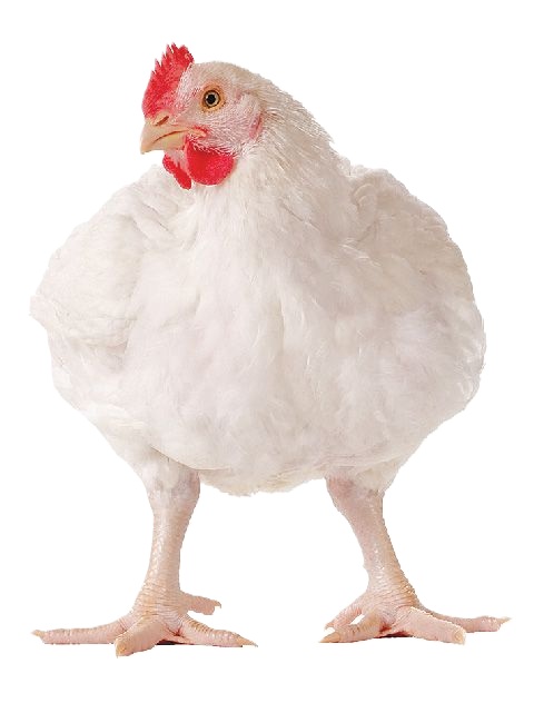 Poulet Vente Sur Pied  1.8K - 2.3K